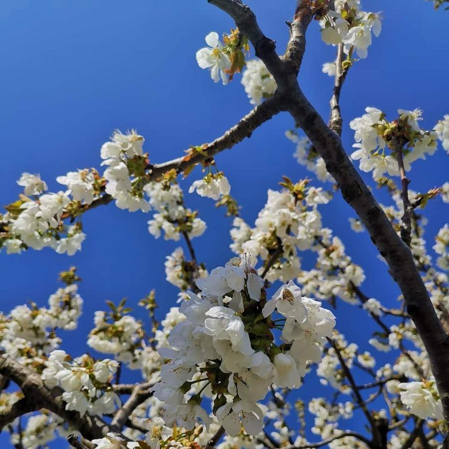 Cascina Valtignosa Camere Con Vigna Cassine Esterno foto